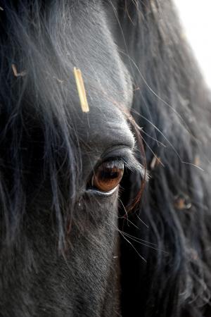 friese, 马, 眼睛, 头, 黑色, 一种动物, 动物的身体部分