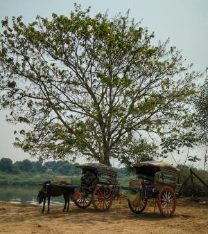 缅甸, 马, 购物车, 旅行
