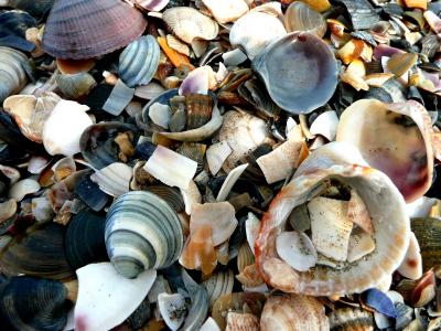贻贝, 碎片, 海滩, 海, 海鲜, 动物的壳, 自然