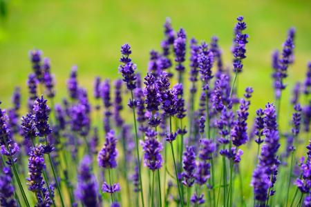 熏衣草, 花, 紫色, 野生植物, wildblue, 薰衣草花香, 真正薰衣草