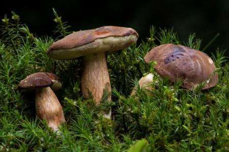 收集, 牛栗, 蓝色蘑菇, 称为棕色帽, 蘑菇, 迪克 placidus 亲戚, 受欢迎