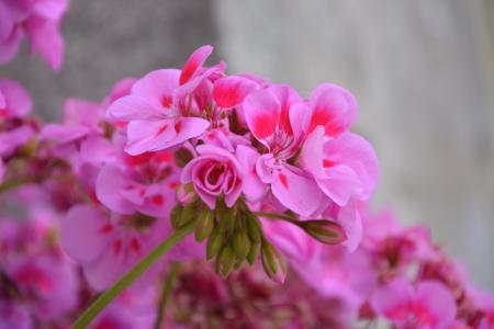老鹳草, 花, 粉色, 花园, 粉红色的颜色, 夏天的花, 自然