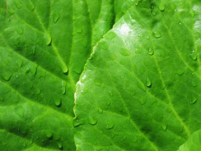 白菜, 叶子, 绿色, 雨滴, 湿法, 背景, 壁纸