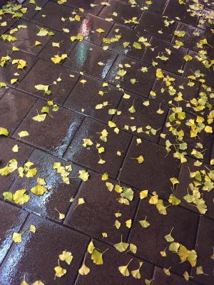 叶, 黄色的树叶, 秋天, 雨, 人行道上