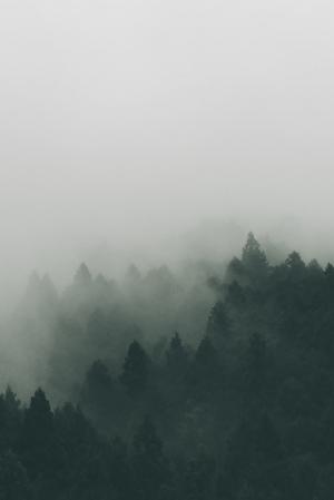剪影, 树木, 雾, 云计算, 云彩, 森林, 日本