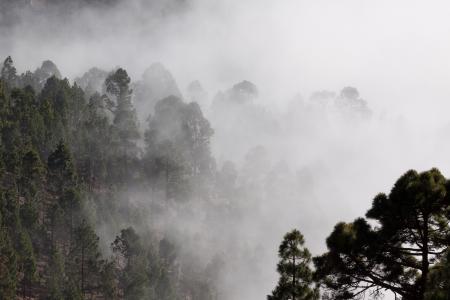 雾, 概述, 松树, 树木, 神秘, 景观, 看不见