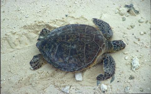 海龟, 绿海龟, 沙子, 海龟, 爬行动物, 自然, 野生动物