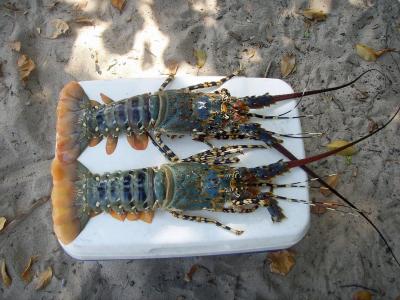 小龙虾, 甲壳动物, 海, 美味, 食品, 地中海美食