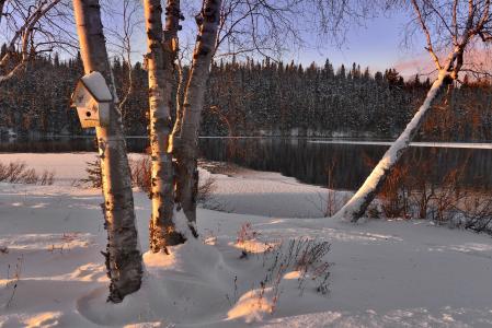 冬季景观, 雪, 树木, 桦木, 湖, 冬天, 感冒
