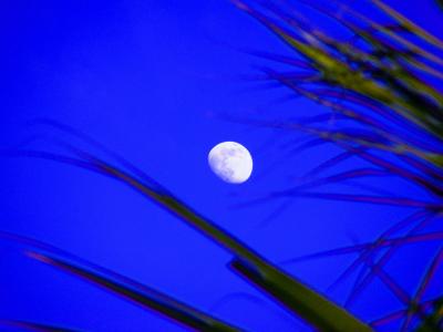 月亮, 月光照耀, 树木, 天空, 蓝色, 神秘, 光