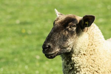 羊, 绵羊的毛, 群居的动物, 农业, 动物的画像, 羊头, 黑头羊肉