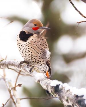 啄木鸟, 闪烁, 鸟, 冬天, 野生动物