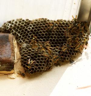 黄蜂巢, 昆虫, 蜂窝结构