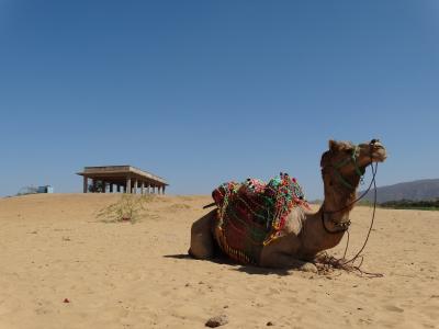 旅行, 印度, 沙漠, 卡, 骆驼