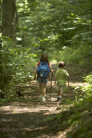 森林, 徒步旅行, 孩子们, 儿童, 人, 户外, 行走