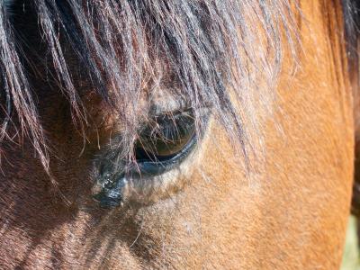 马, 马的头, 鼻孔, 眼睛, 鬃毛, 鞍的马, 视图