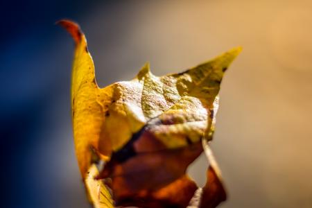 选择性, 焦点, photographyt, 枫树, 叶, 秋天, 秋天