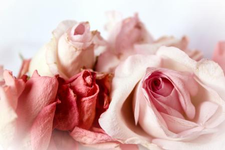 玫瑰, 怀旧, 嬉戏, 浪漫, 破旧的别致, 年份, 粉红玫瑰
