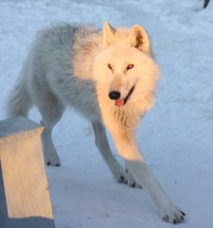 格陵兰哈士奇, 犬, 雪, 冬天, 狗, 动物, 狼