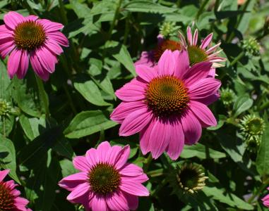 粉红紫锥菊, 紫锥菊, 锥花, 药用, 花园, 夏季, 开花