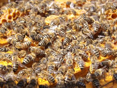 蜜蜂, 蜂巢, 养蜂, 蜂蜜, 忙, 蜜蜂, 庞大的动物群体