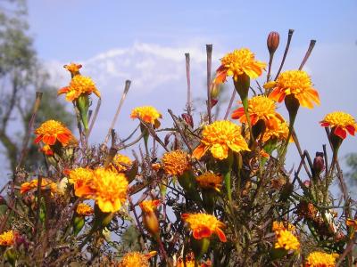 尼泊尔, 花, 凝胶, 喜马拉雅山