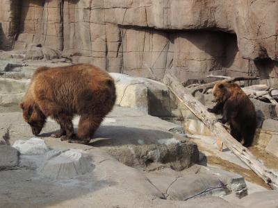 阿拉斯加棕熊, 棕色的熊, 熊, 动物园, 动物, 野生动物, 动物