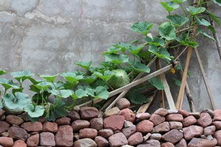绿藤, 甜瓜, 栅栏, 院子里, 在农村地区, 墙-建筑特征, 自然