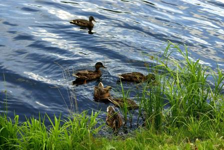 鸭子, 鸭, 草, 水, 池塘, 自然, 湖