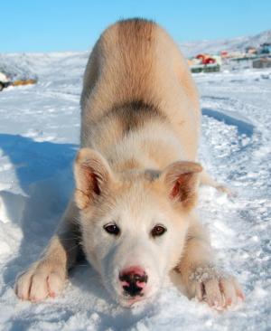 格陵兰的狗, 狗, 格陵兰岛, 小狗, 看着相机, 雪, 一种动物