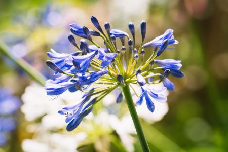 百子, 石蒜科, 蓝色, 蓝色珠宝百合, 花, 蓝色的花, 开花