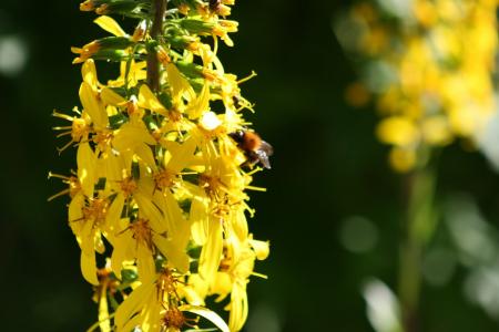 花, 黄色, 野生花卉, 植物, 自然, 蜜蜂, 黄色的花