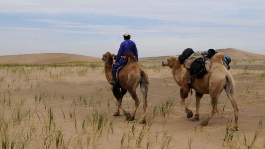 蒙古, 沙漠, 游牧民族, 沙漠景观, 戈壁, 骆驼