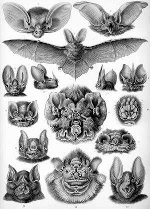 蝙蝠, 蝙蝠, 恩斯特·海克尔手, 哺乳动物, microchiroptera, 黑色和白色, 古董