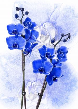 蝴蝶兰, 兰花, 彩色蓝色, 蝴蝶兰花, 花, 热带, 蝴蝶兰