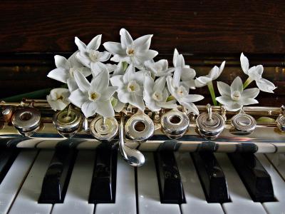 钢琴, 长笛, 长寿, 花, 钥匙, 黑色, 白色