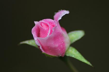 粉色, 上升, 照片, 花, 粉红色的玫瑰, 雨滴, 花瓣