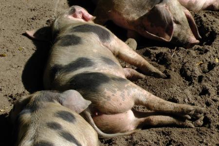 bunte bentheimer 猪, 母猪, 猪, 睡眠, 放松, bentheimer 乡下猪