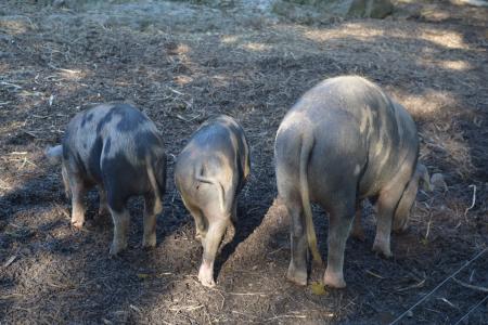 猪, 动物, 母猪, 农场, 卷曲的尾巴, 小猪, 年轻的动物