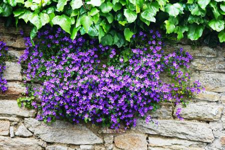 campanules, 花, 字段, 紫色, 蓝色, 开花, 夏季