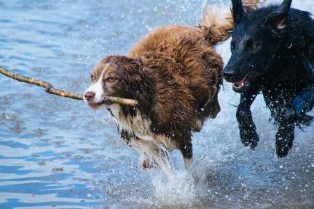 狗, 玩, 乐趣, 水, 棍子, 跳跃, 溅