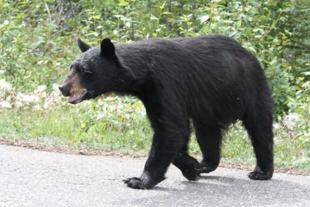 黑熊, 熊, 曾钰成, 艾伯塔省, 加拿大, 动物, 高速公路93a