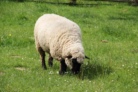 伐黑头羊, 春天草地, 五月, 春天, 草甸, 自然, 羊毛