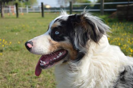 狗, 狗狗写真, 肖像, 澳大利亚牧羊人, 蓝梅尔, 蓝色的眼睛, 注意