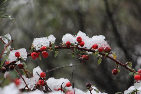 自然, 审美, 水果, 分支机构, 红色, 感冒, 雪