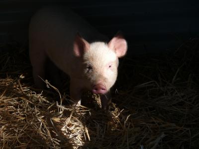 猪, 小猪, 猪肉, 脸上, 鼻子, 特罗特, 粉色