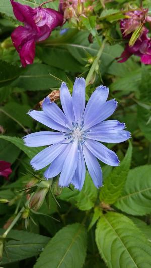 菊苣, 杂草, 领域绽放, 花, 浅蓝色, 蓝色, 自然