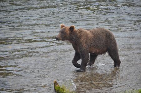 布鲁克斯秋天, 熊, 阿拉斯加, 野生动物, 一种动物, 河, 动物