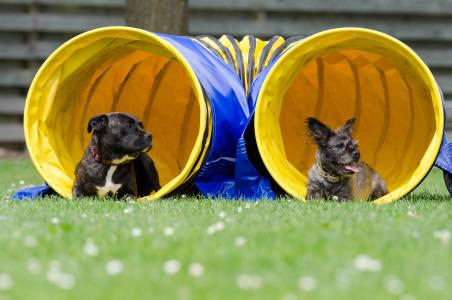 两条狗在隧道里, 敏捷, 隧道, 混合动力, 大和小, 甜, 夏季