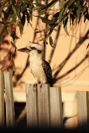 笑翠鸟, 澳大利亚, 栅栏, 鸟, 自然, 橡胶树